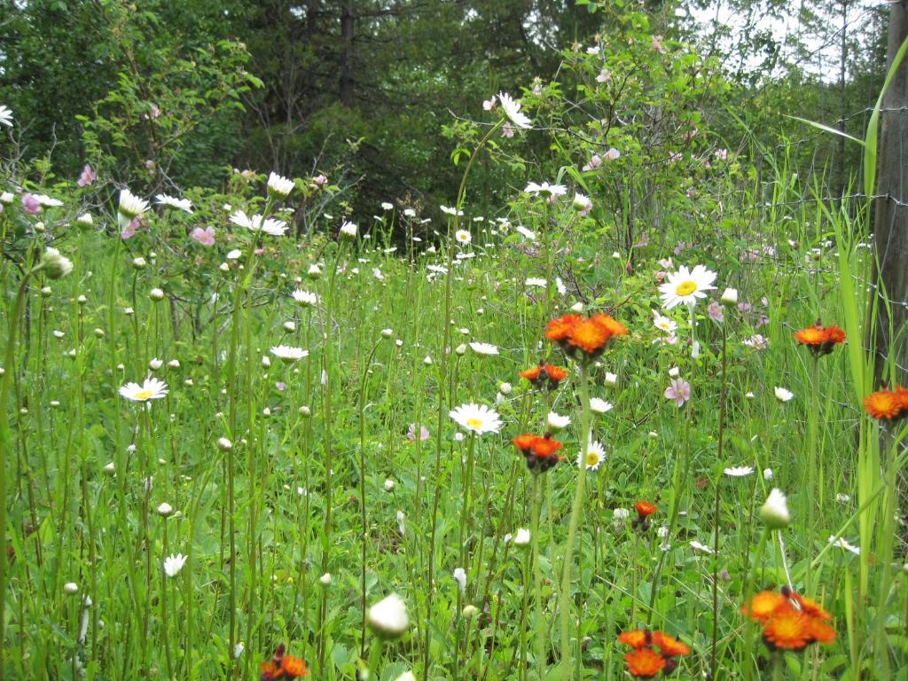Wild Nature B&B Kelowna Kültér fotó